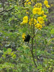 Xylocopa griswoldi