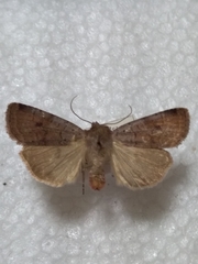 Protolampra sobrina