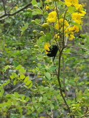 Xylocopa griswoldi