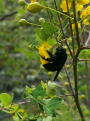 Xylocopa griswoldi