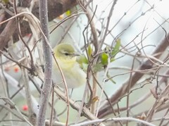 Leiothlypis peregrina