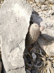 Echinocereus armatus