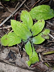 Pentaglottis sempervirens