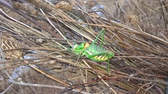 Steropleurus pseudolus