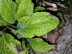 Pentaglottis sempervirens