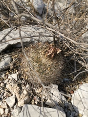 Rapicactus beguinii