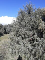 Juniperus oxycedrus