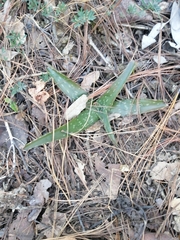 Asphodeloideae