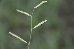 Paspalum denticulatum