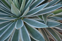 Agave angustifolia marginata