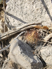 Escobaria emskoetteriana