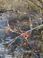 Anisacanthus quadrifidus