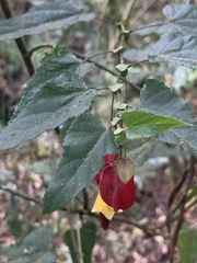 Callianthe megapotamica