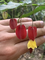 Callianthe megapotamica