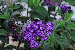 Heliotropium arborescens