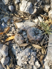 Lophophora williamsii
