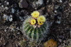 Parodia mammulosa