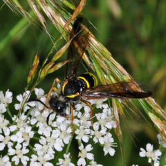 Tenthredo vespa