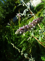Cylindromyia bicolor