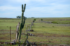 Cereus hildmannianus