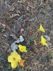 Oenothera hartwegii