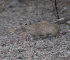 Microcavia australis