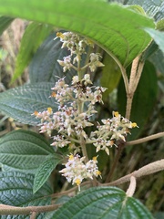 Miconia subseriata