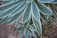 Agave angustifolia marginata