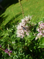 Cylindromyia bicolor