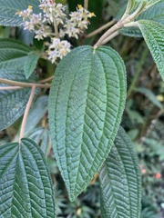 Miconia subseriata