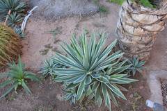 Agave angustifolia marginata