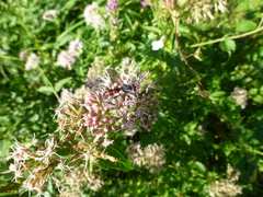Cylindromyia bicolor