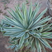 Agave angustifolia marginata - Photo (c) Aleksandr_Levon,  זכויות יוצרים חלקיות (CC BY-NC), הועלה על ידי Aleksandr_Levon