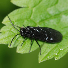 Phymatocera aterrima