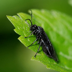 Phymatocera aterrima