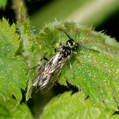 Macrophya albicincta
