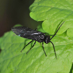 Phymatocera aterrima