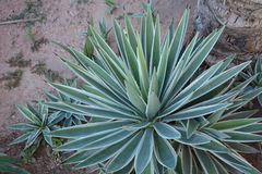 Agave angustifolia marginata