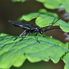 Phymatocera aterrima
