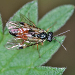 Aglaostigma aucupariae