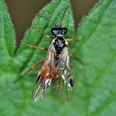 Aglaostigma aucupariae