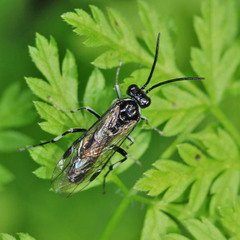 Macrophya albicincta