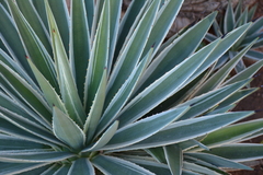 Agave angustifolia marginata