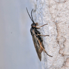Nematinae