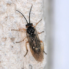 Nematinae