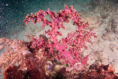 Siphonogorgia godeffroyi