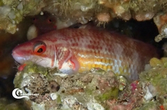 Ctenolabrus rupestris