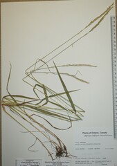 Elymus violaceus
