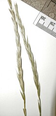 Elymus violaceus