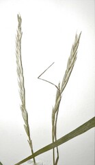 Elymus violaceus